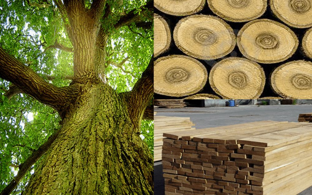 Phân Biệt Gỗ Sồi và Gỗ Thông